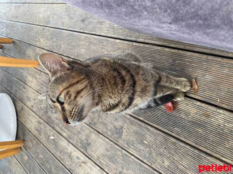 Tekir Kedi, Kedi  Badem fotoğrafı