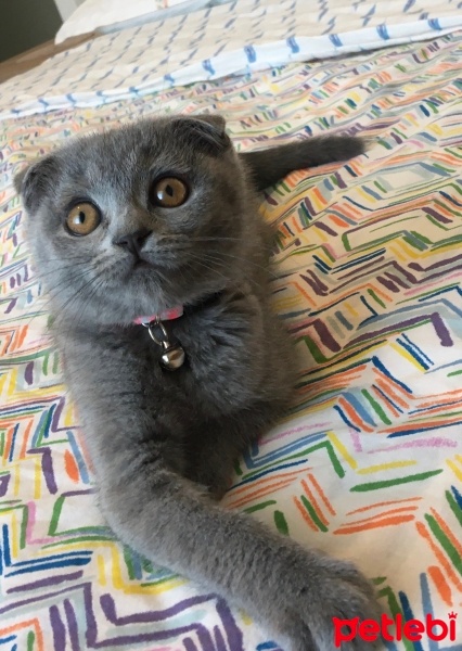 Scottish Fold, Kedi  İncir fotoğrafı