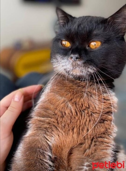 British Shorthair, Kedi  gölge fotoğrafı