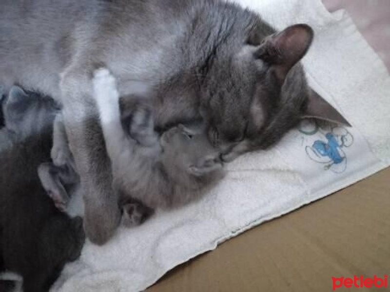 British Shorthair, Kedi  gölge fotoğrafı
