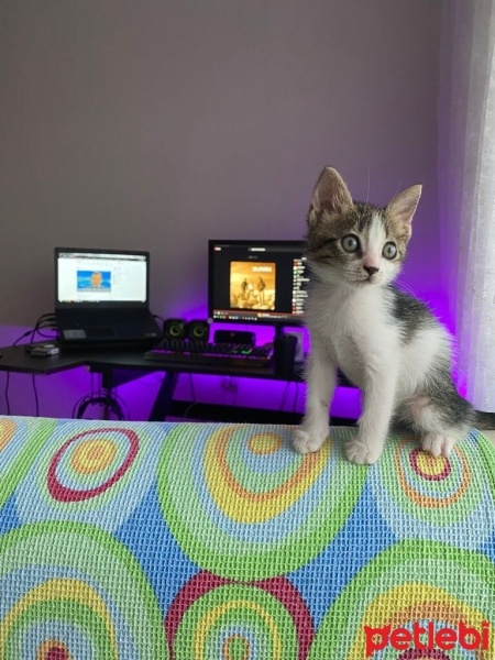 Soke, Kedi  Zeus fotoğrafı