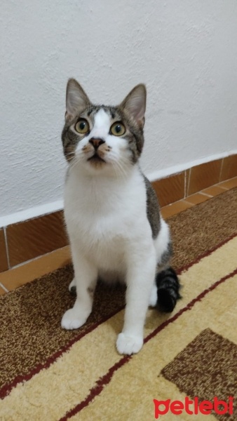 Soke, Kedi  Zeus fotoğrafı