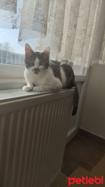 Soke, Kedi  Zeus fotoğrafı