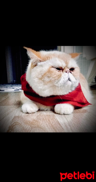 Exotic Shorthair, Kedi  Bulut fotoğrafı