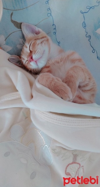 Sarman, Kedi  Tarçın fotoğrafı