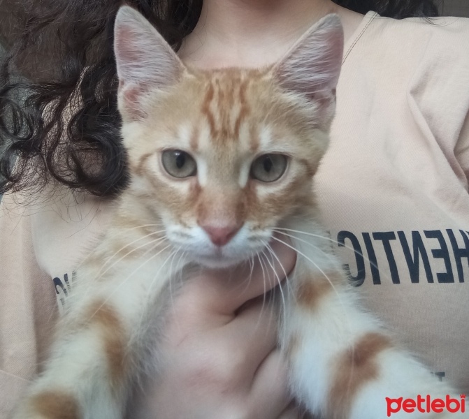 Sarman, Kedi  Tarçın fotoğrafı