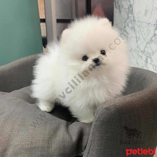Pomeranyalı, Köpek  Leo fotoğrafı