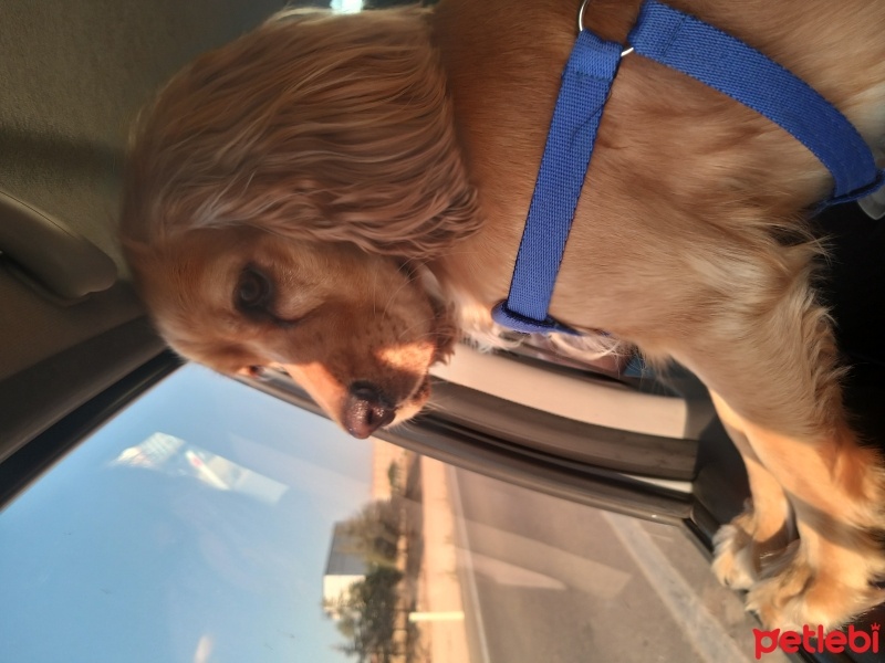 İngiliz Cocker Spaniel, Köpek  Murphy fotoğrafı