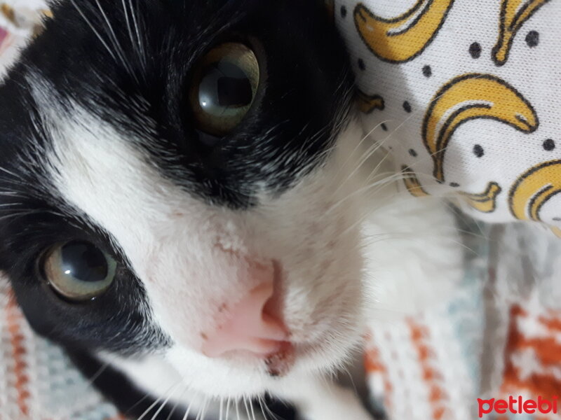 Tuxedo (Smokin) Kedi, Kedi  Felix fotoğrafı