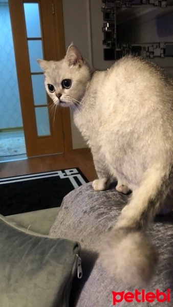 British Shorthair, Kedi  Angel fotoğrafı