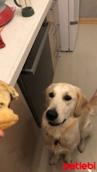 Golden Retriever, Köpek  Hera fotoğrafı