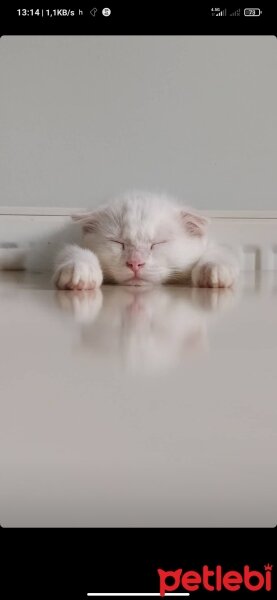 Scottish Fold, Kedi  Behlül fotoğrafı