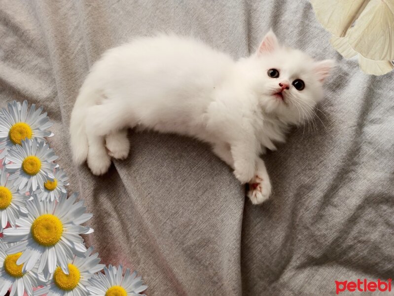 Scottish Fold, Kedi  Behlül fotoğrafı