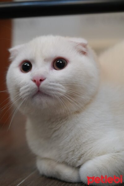 Scottish Fold, Kedi  Behlül fotoğrafı