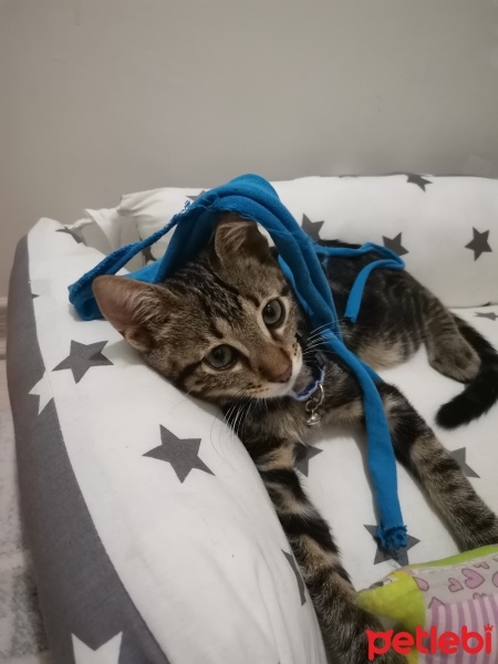 Tekir Kedi, Kedi  Fiko fotoğrafı