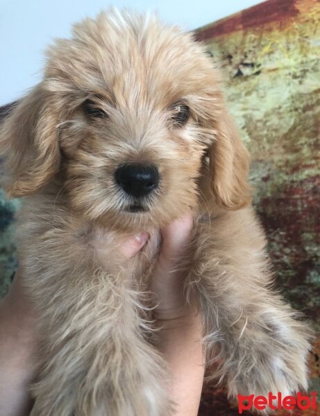 Poodle (Minyatür Kaniş), Köpek  Leo fotoğrafı