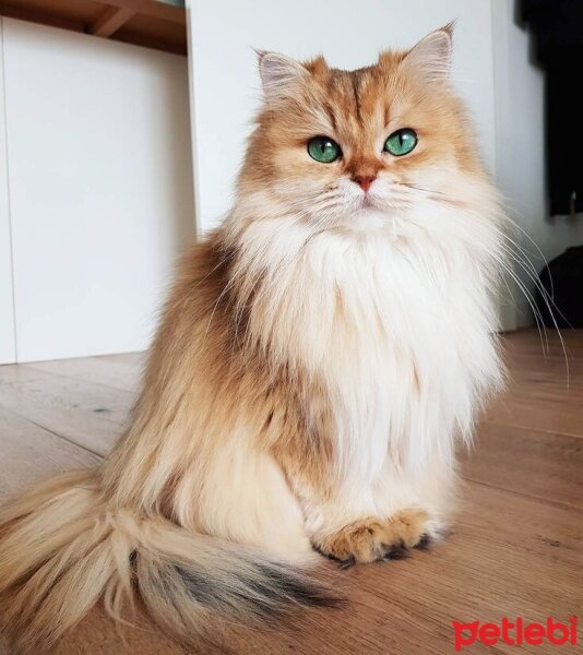 Tekir Kedi, Kedi  Leo fotoğrafı