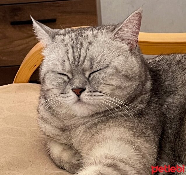 Scottish Fold, Kedi  SÜTLAÇ fotoğrafı