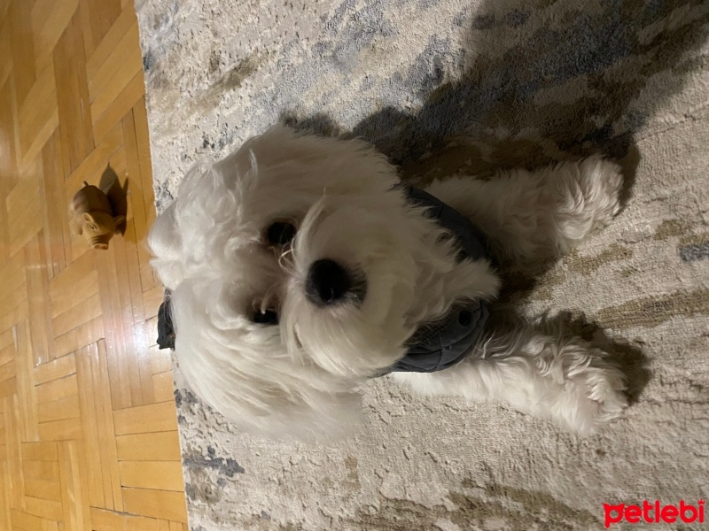 Maltese, Köpek  Casper fotoğrafı