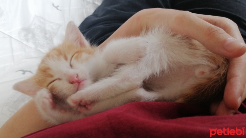 Tekir Kedi, Kedi  Behlül fotoğrafı