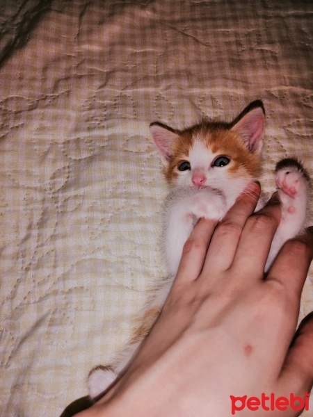 Tekir Kedi, Kedi  Behlül fotoğrafı