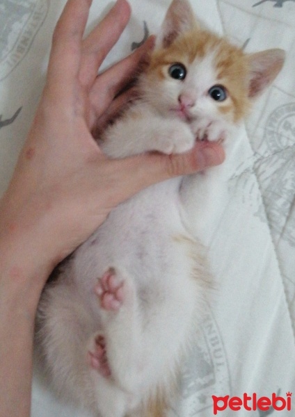 Tekir Kedi, Kedi  Behlül fotoğrafı