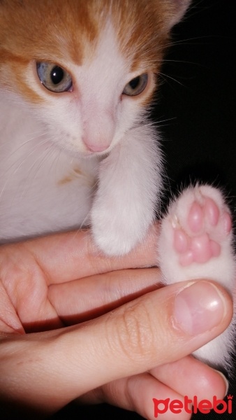 Tekir Kedi, Kedi  Behlül fotoğrafı