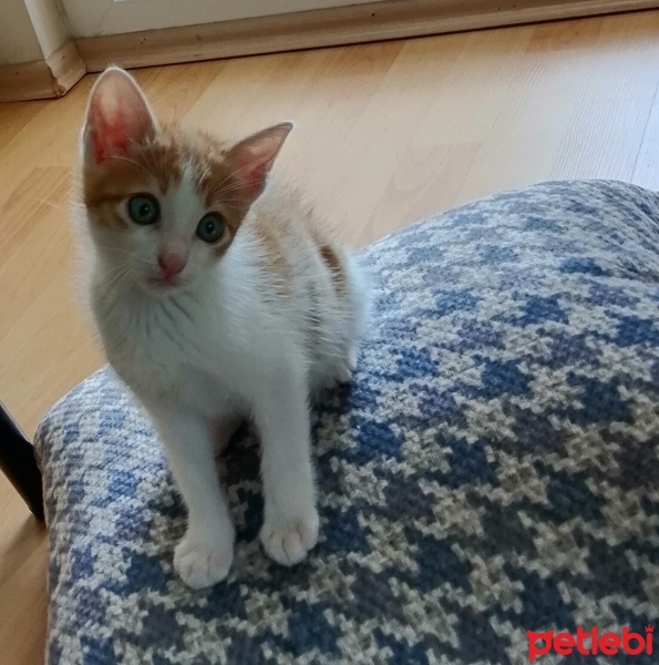 Tekir Kedi, Kedi  Behlül fotoğrafı