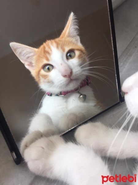 Tekir Kedi, Kedi  Behlül fotoğrafı