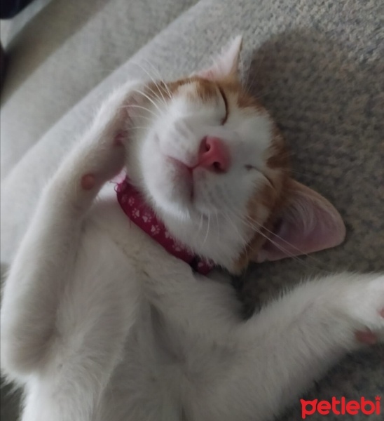 Tekir Kedi, Kedi  Behlül fotoğrafı