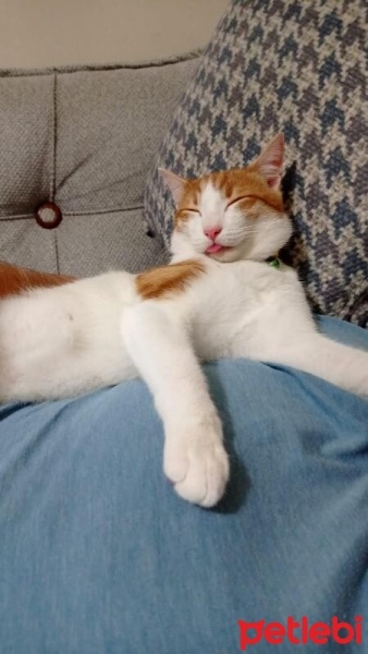 Tekir Kedi, Kedi  Behlül fotoğrafı