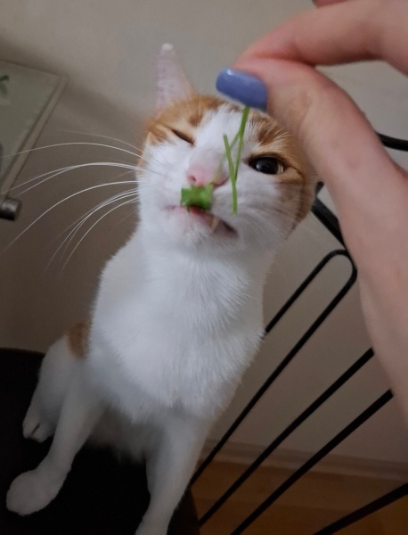 Tekir Kedi, Kedi  Behlül fotoğrafı