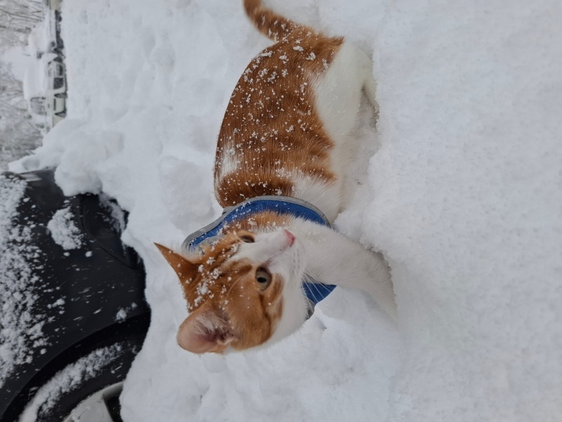 Tekir Kedi, Kedi  Behlül fotoğrafı