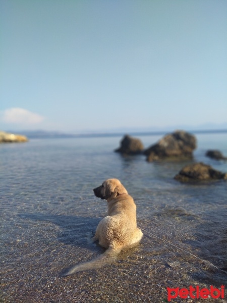 Kangal, Köpek  Masha fotoğrafı