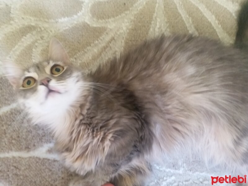 Tekir Kedi, Kedi  Maya fotoğrafı