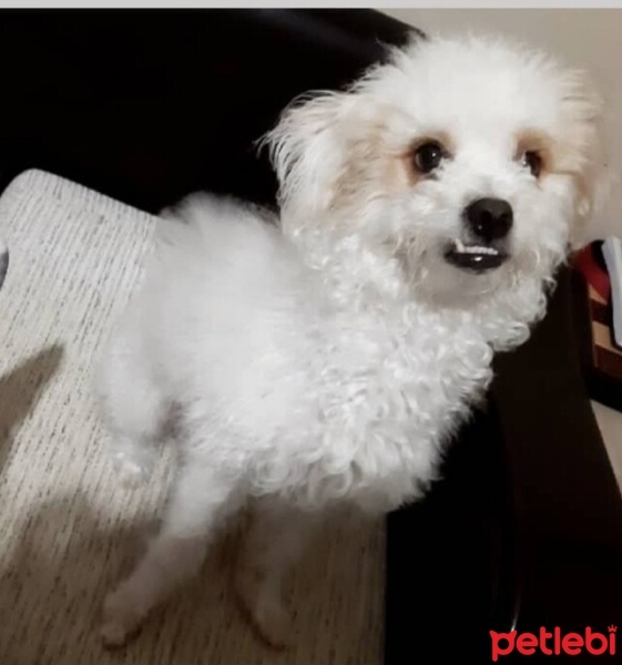 Maltese, Köpek  Papi fotoğrafı