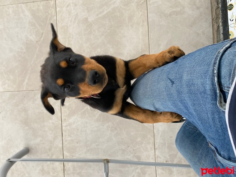 Rottweiler, Köpek  Fox fotoğrafı