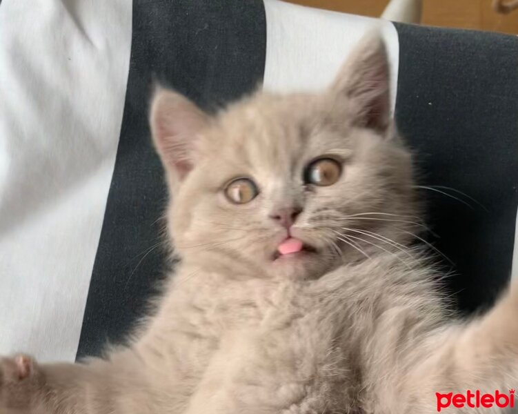 British Shorthair, Kedi  Martini fotoğrafı