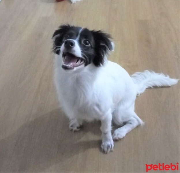 Border Collie, Köpek  Boni fotoğrafı