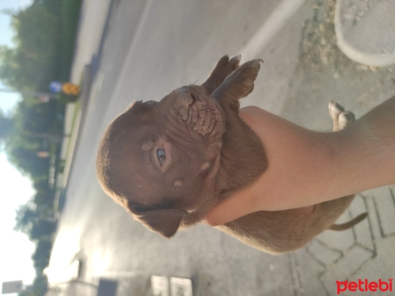 Amerikan Pitbull Terrier, Köpek  Kral fotoğrafı