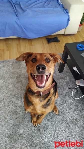 Sokö (Sokak Köpeği), Köpek  Boti fotoğrafı