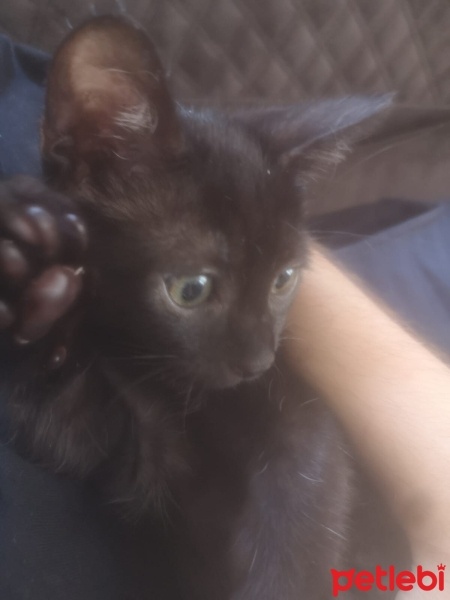 Tekir Kedi, Kedi  Gece fotoğrafı