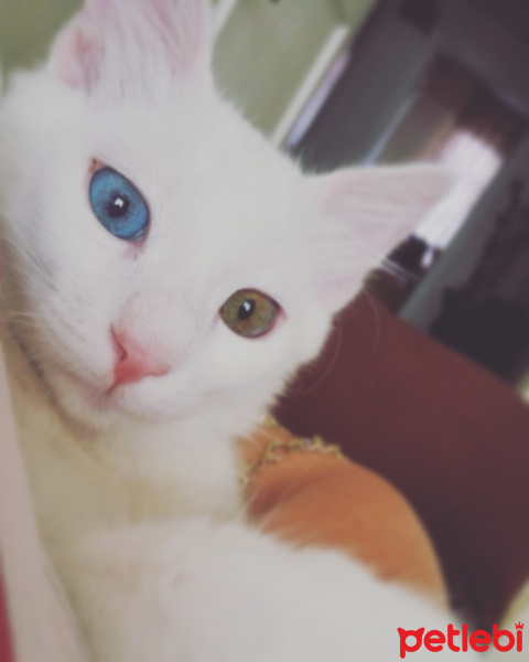 Van Kedisi, Kedi  Efe fotoğrafı