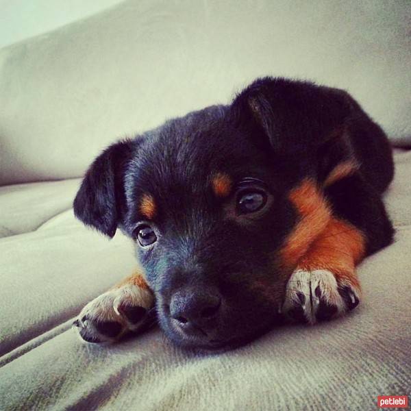 Rottweiler, Köpek  paşa  fotoğrafı