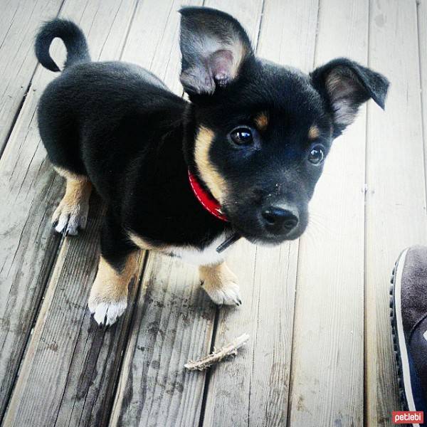 Rottweiler, Köpek  paşa  fotoğrafı