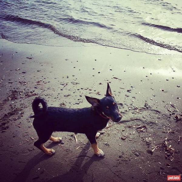 Rottweiler, Köpek  paşa  fotoğrafı