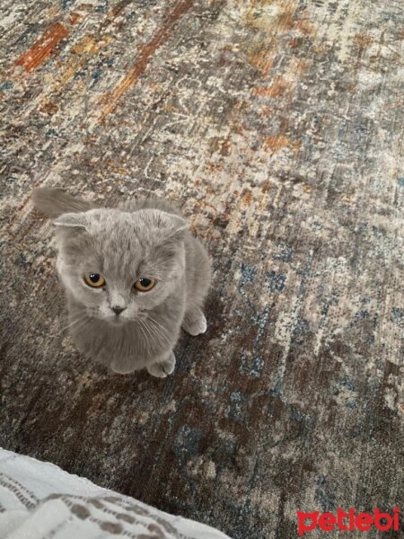 Scottish Fold, Kedi  Rio fotoğrafı