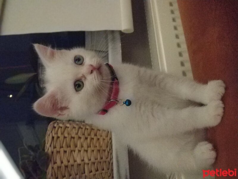 Scottish Fold, Kedi  Pamuk fotoğrafı