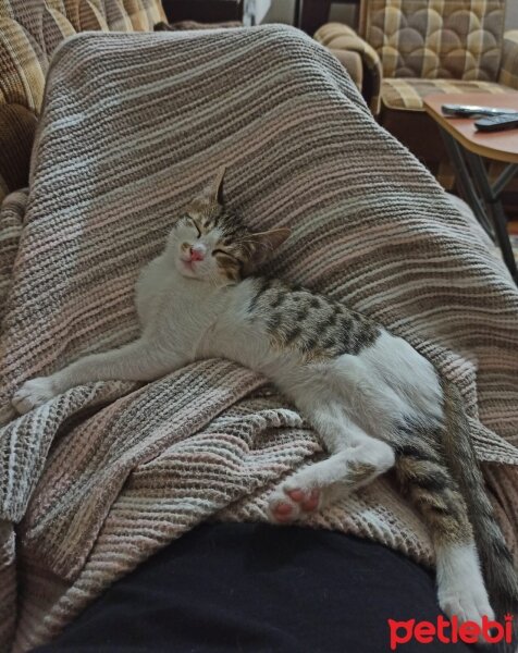 Tekir Kedi, Kedi  bıdık ile çakıl fotoğrafı