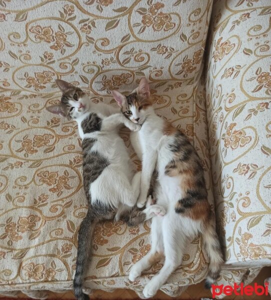 Tekir Kedi, Kedi  bıdık ile çakıl fotoğrafı